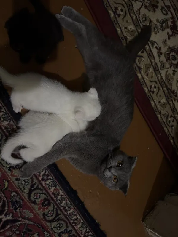 Продается котята, Бритиш скоттиш 2 Продается котята, Бритиш скоттиш 2