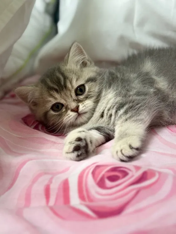 Продается Кошка 2 месяца