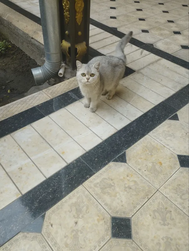 Serebristaya shinshila 3 Serebristaya shinshila 3