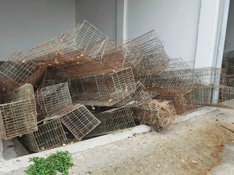 Tovuq uchun setkalar 4 Tovuq uchun setkalar 4