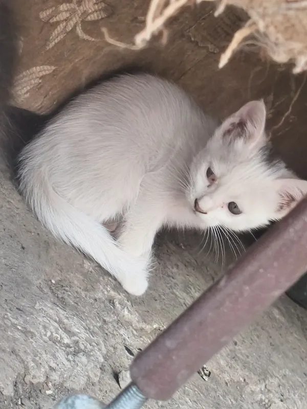Mushukchalar juda mehribon 1 Mushukchalar juda mehribon 1