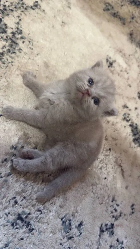 Кошки лиловые 1,5 месяца. 5
