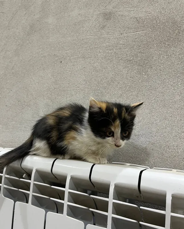 Котёнок отдаётся в добрые руки 3 Котёнок отдаётся в добрые руки 3