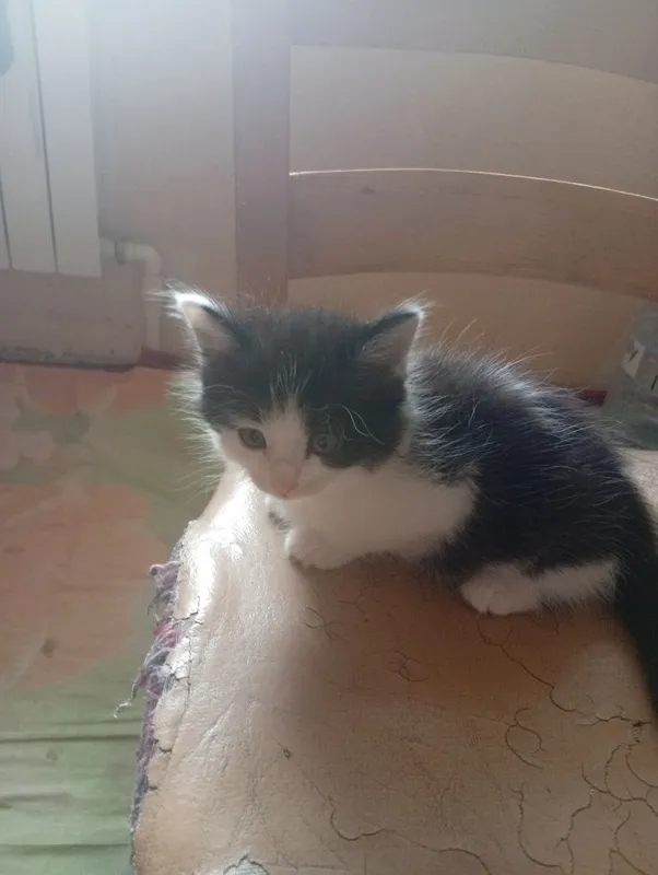 Котята безплатно