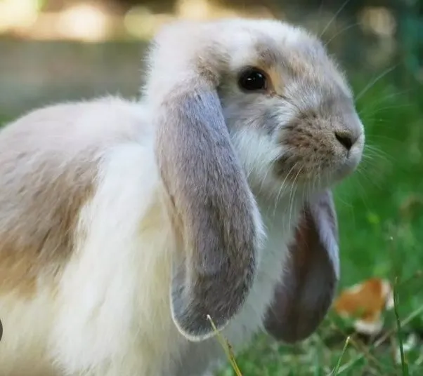 French Lop rabbits bolalari 1-1.5 oylik