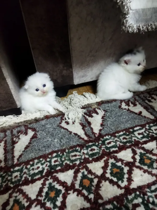 Продам трёх плюшевых котят — фото 3