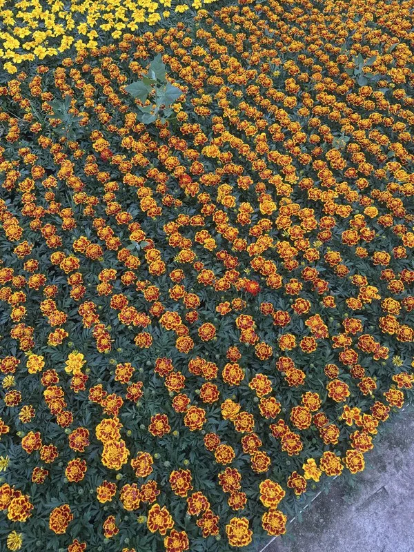 Gul ko’chatlari Sotiladi, optom narxlarda Гул кучатлар Bananza gul — фото 6