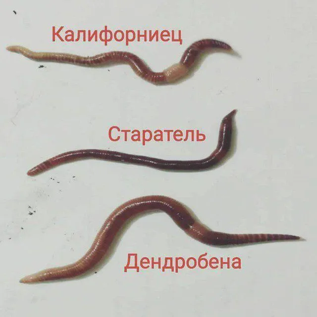 Калифорнийский червь 3 Калифорнийский червь 3