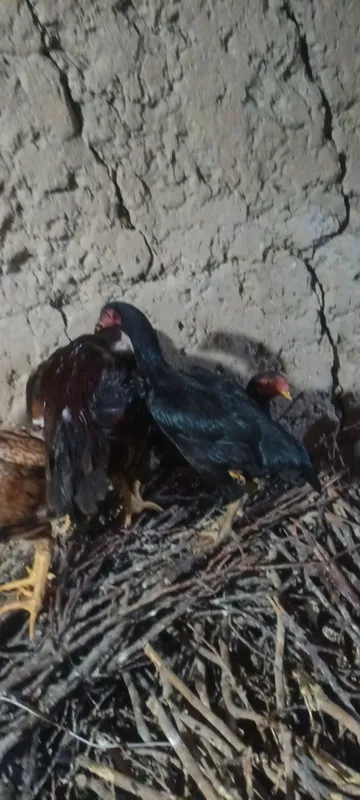 dakan jojalar sotiladi tozza dakan 8 dakan jojalar sotiladi tozza dakan 8