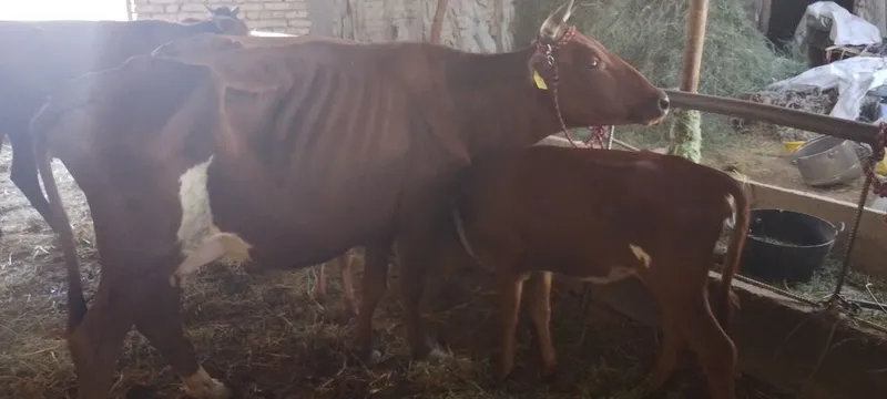 Mollar sotiladi kafolati bilan 4 Mollar sotiladi kafolati bilan 4