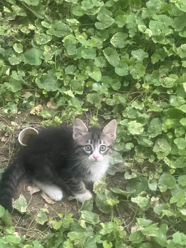 Котята,1,5 месячные, в хорошие руки