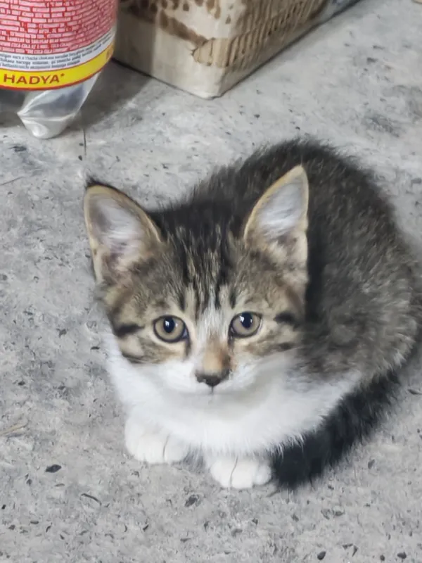 Кошки