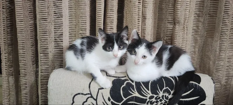 Котята 2 месяца. Мальчики. — фото 1