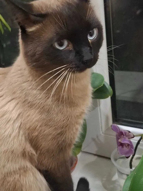 Сиамские котята продаются — фото 7
