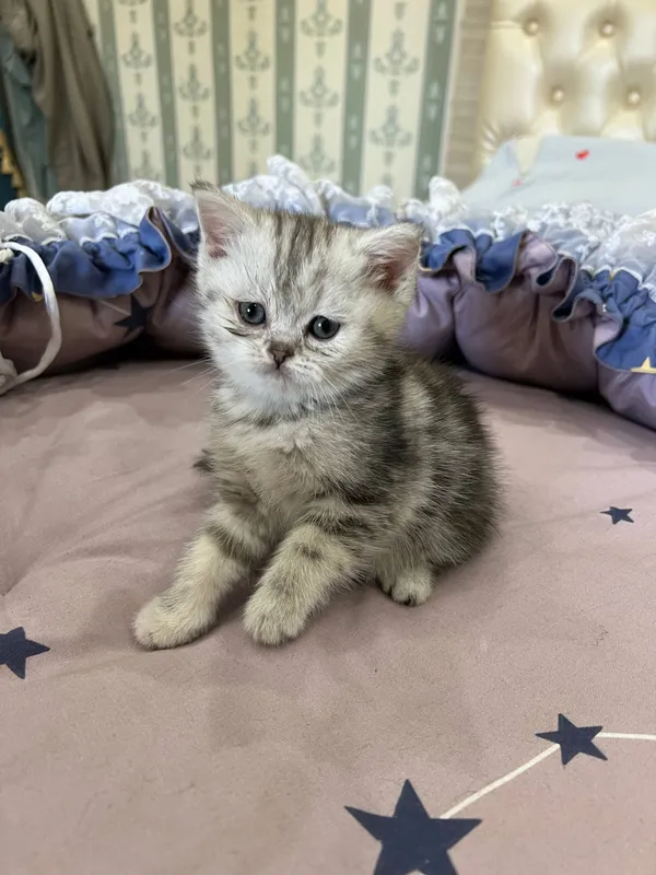 котята Shotland Skottish Strayt 9