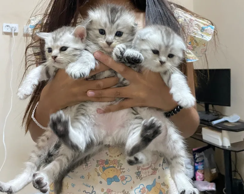 Scottish fold turidagi silver shaded 1 Scottish fold turidagi silver shaded 1