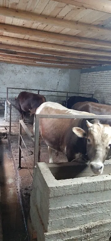Ҳӯккизлар сотилади