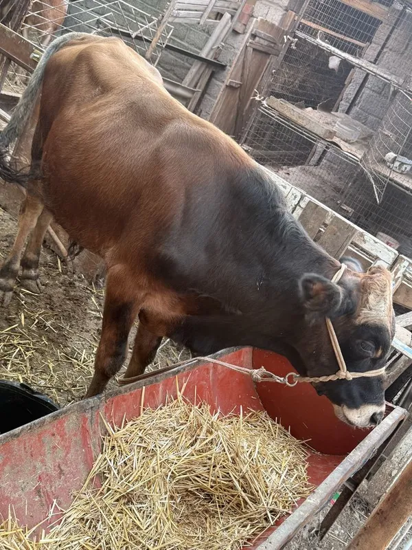 Buqa sotiladi 1 yosh 3