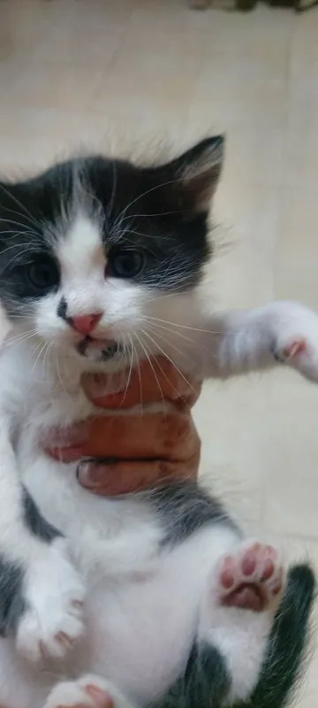 Котенки отдам бесплатно. Родились 13 апреля. — фото 2