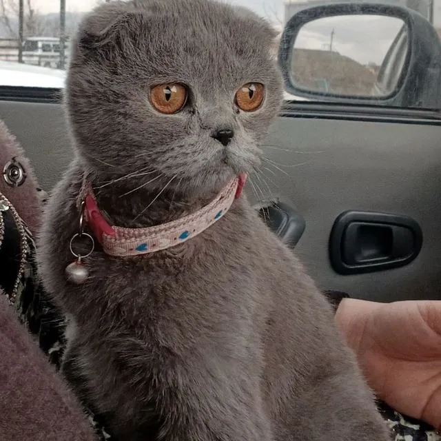 Scottish Fold mushuk sotiladi 1 Scottish Fold mushuk sotiladi 1