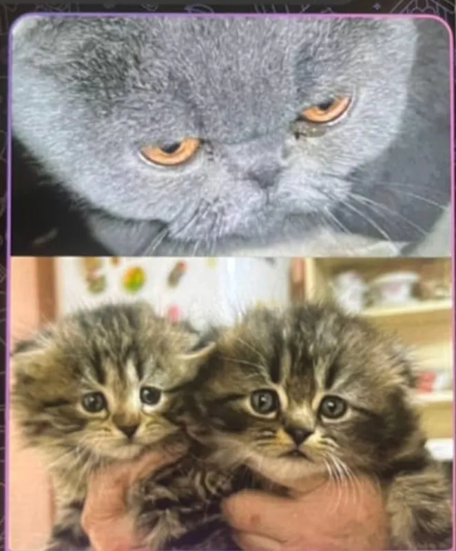 Породистые кошки Породистые кошки