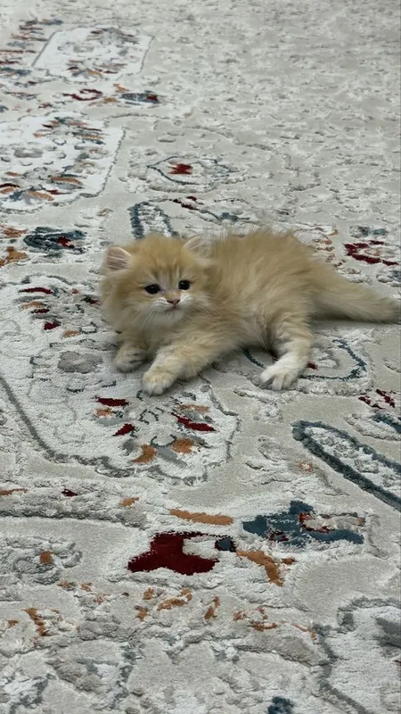 Britandkiy shinshila bolalari