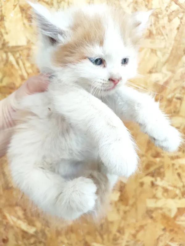 Котенок в любящую семью. 2