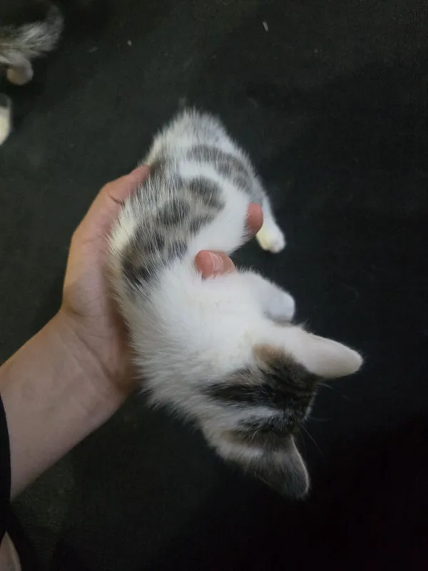Bengal mushuk bolasi 6 Bengal mushuk bolasi 6