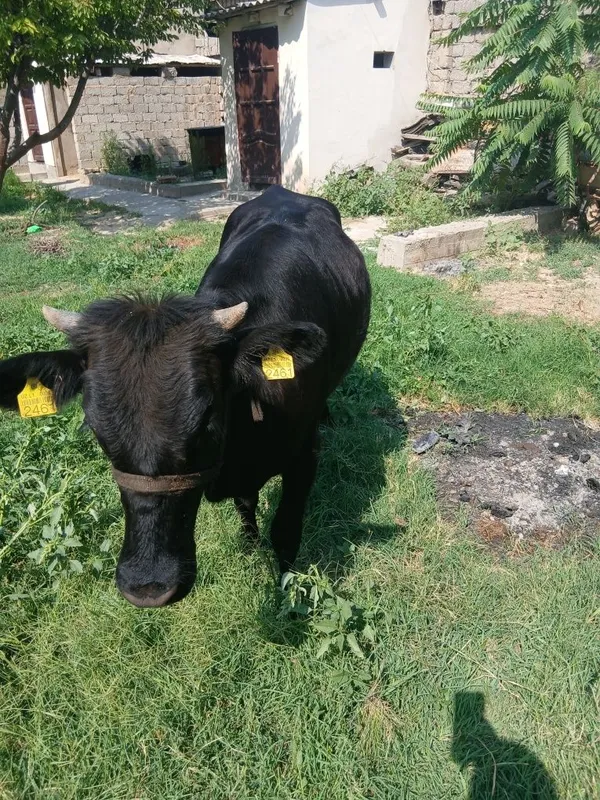 Asallomalekum g'unajin sotiladi 4