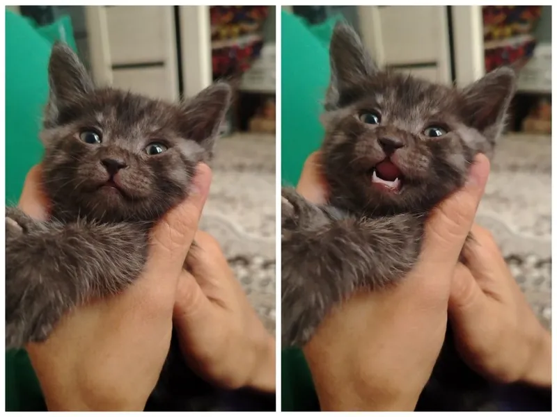 МЕТИС Красивые котята ищут любящий дом! 2