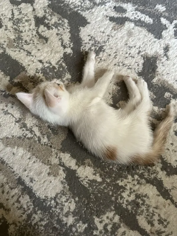 Котёнок(мальчик)ищет любящую семью 3 Котёнок(мальчик)ищет любящую семью 3