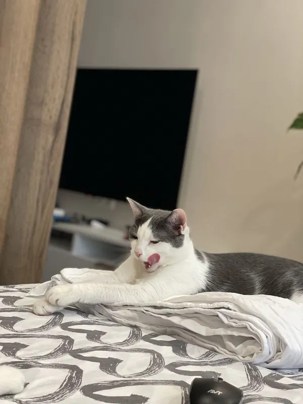 Дом для кота Гэндальфа — фото 5