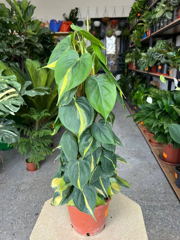 filodendron Brazil 75 sm filodendron Brazil 75 sm