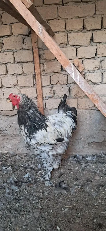 Брама сотилади 2+1 йошига толди 2 та 3 ойли 3 та 2 ойли боллариям бор 2 Брама сотилади 2+1 йошига толди 2 та 3 ойли 3 та 2 ойли боллариям бор 2