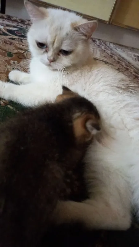 mushuklar 3 mushuklar 3