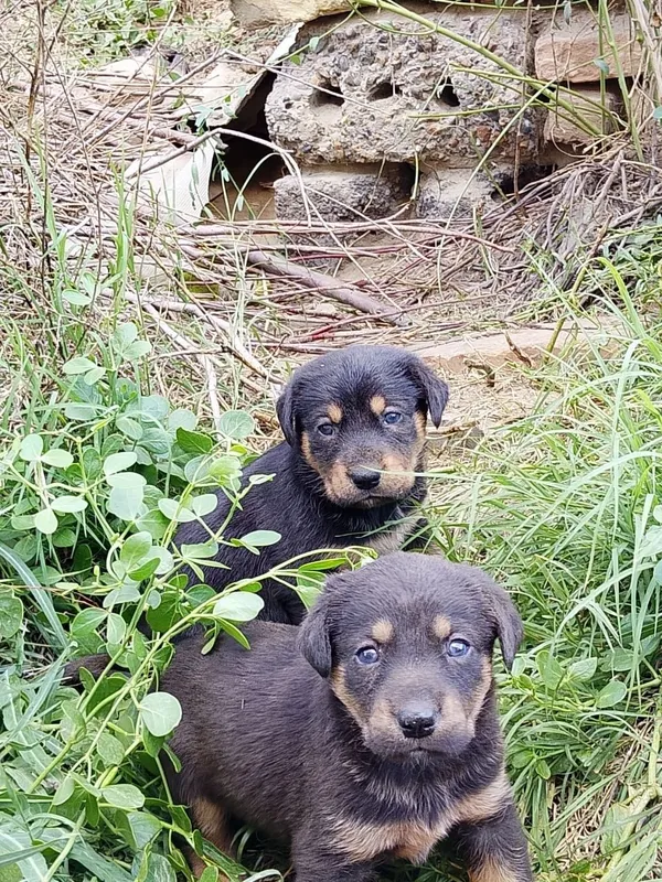 Rottweiler sotiladi — фото 2