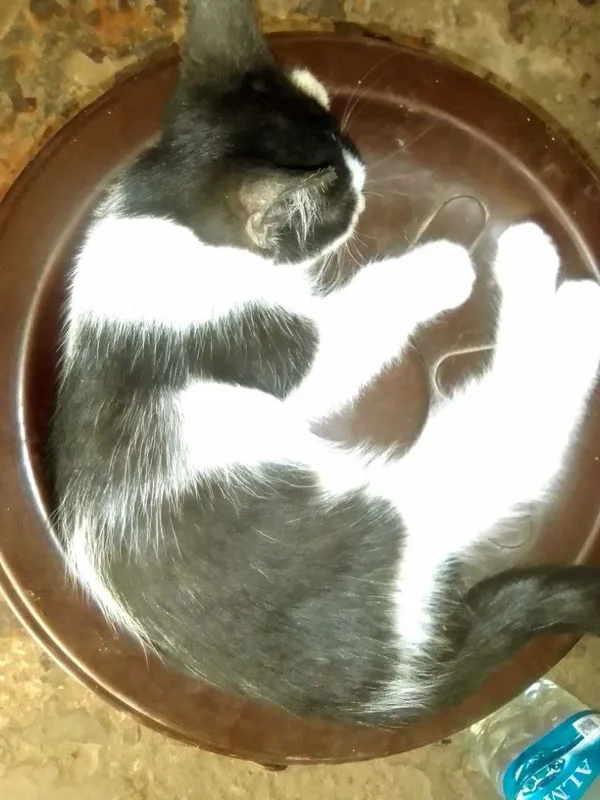 Отдается даром котенок 1 Отдается даром котенок 1