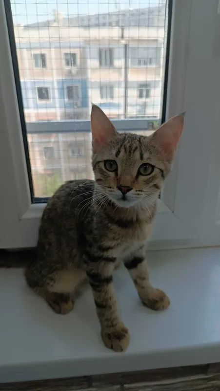 Маленькие котятки в добрые руки 6 Маленькие котятки в добрые руки 6