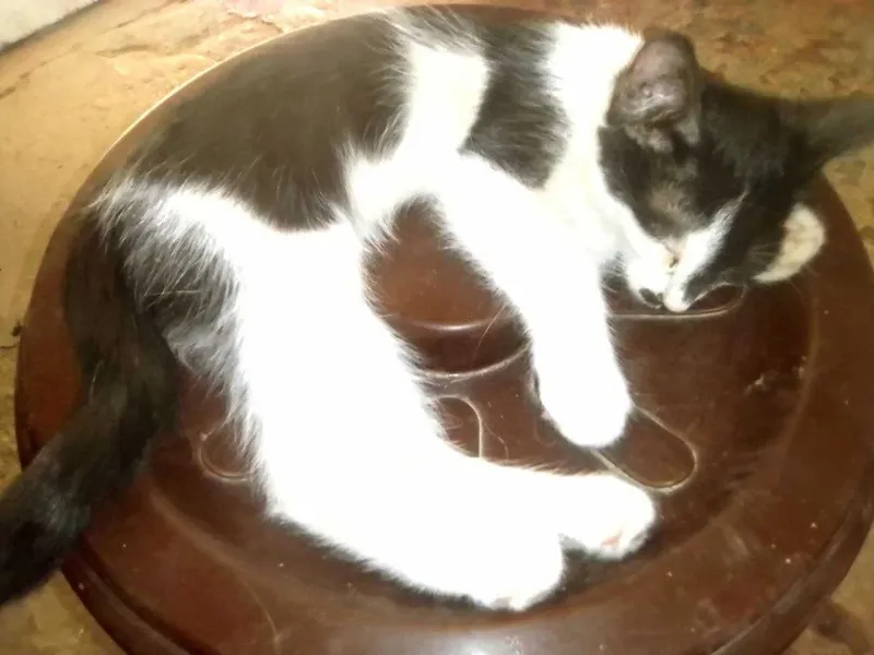 Отдается даром котенок 3 Отдается даром котенок 3