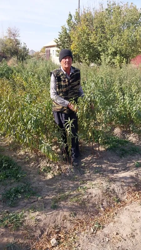 Zaldori Shaftoli va Bodom ko'chatlari narxi kelishilgan holda — фото 2