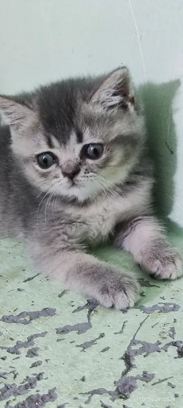 Породистые котята 4 Породистые котята 4