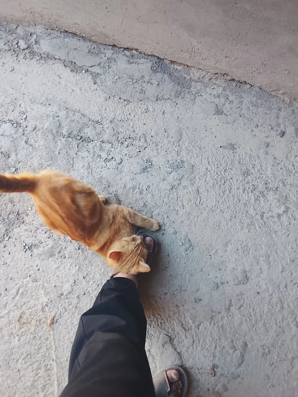 MUSHUK SOTILADI.ISMI VASKA.JUDA OZODA VA AQILLIY 3