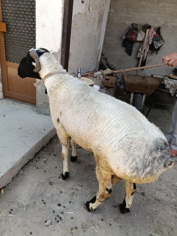 Qo'chqor sotiladi Qo'chqor sotiladi