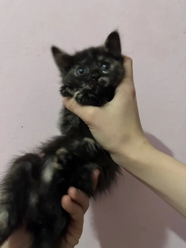 кошки котята 5