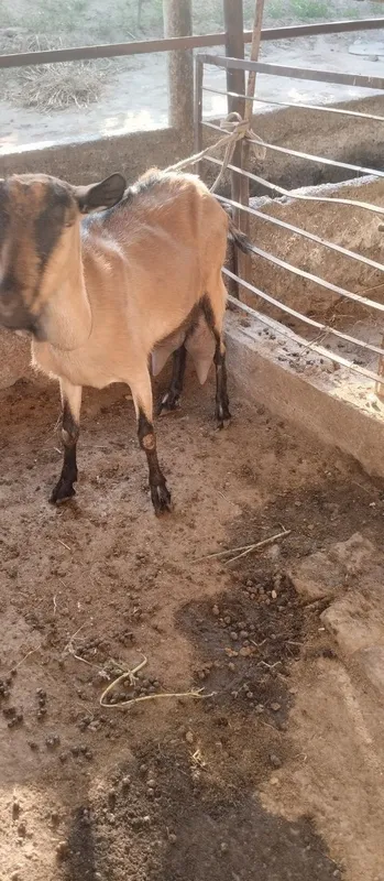 Zotli echki sotiladi ertalab 2 letr kechda 2 letr sut beradi 4 Zotli echki sotiladi ertalab 2 letr kechda 2 letr sut beradi 4