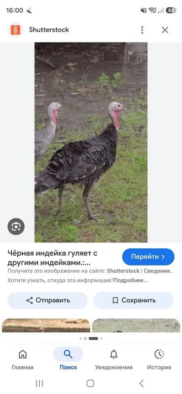 Индюшка молодая продаётся