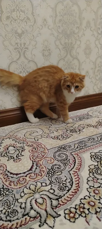 Кота отдам в подарок 1