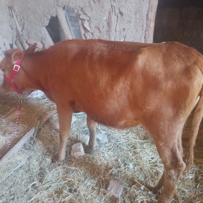 Srochniyga bōgʻoz sotiladi kafolati bilan 7