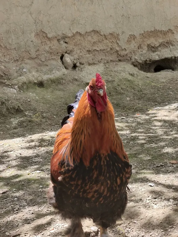 Brama xuroz sotiladi 3 Brama xuroz sotiladi 3