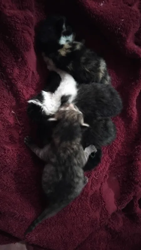 Продаются кошки 1 Продаются кошки 1